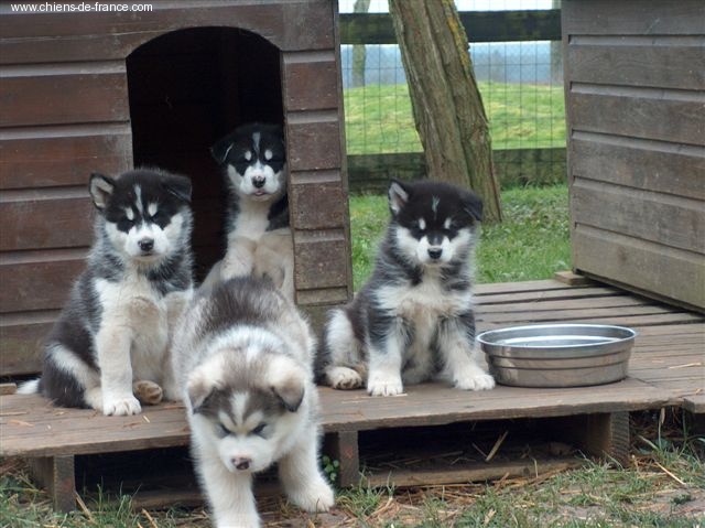 Over vale and dale - Alaskan Malamute - Portée née le 20/11/2006