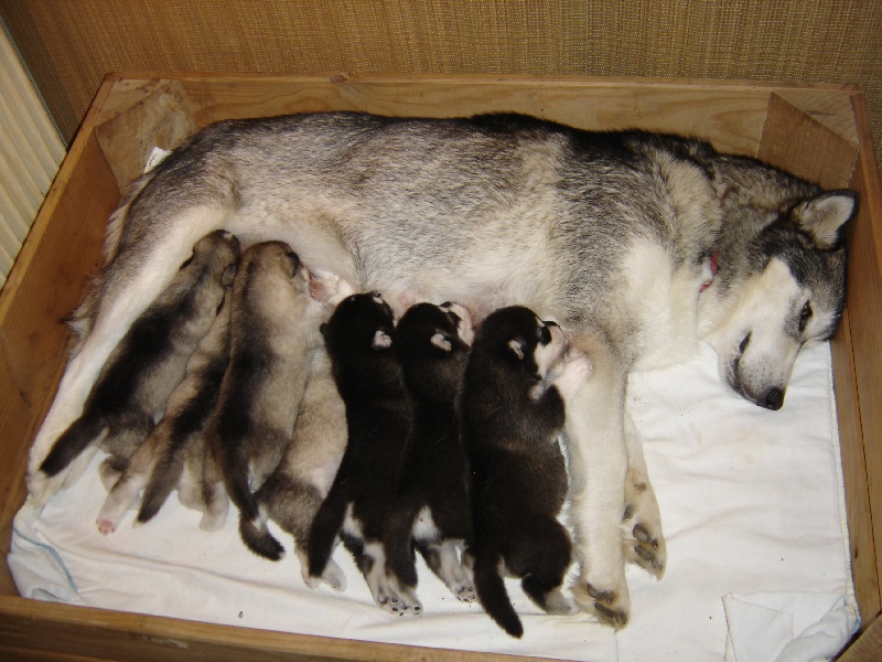 Over vale and dale - Alaskan Malamute - Portée née le 08/10/2007