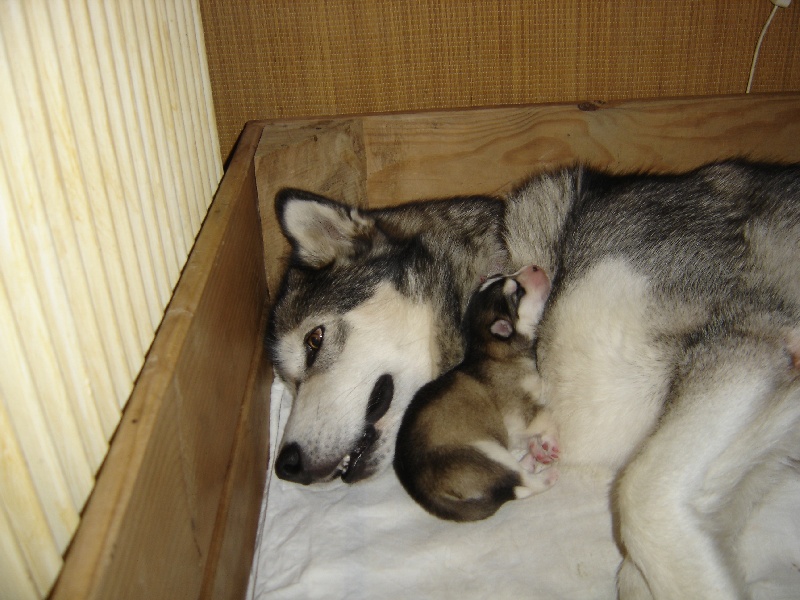 chiot Alaskan Malamute Over vale and dale